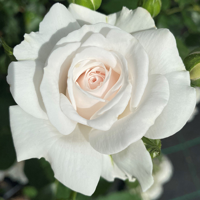 531041_2 | ЛПХ питомник роз "ГАРАНТ"